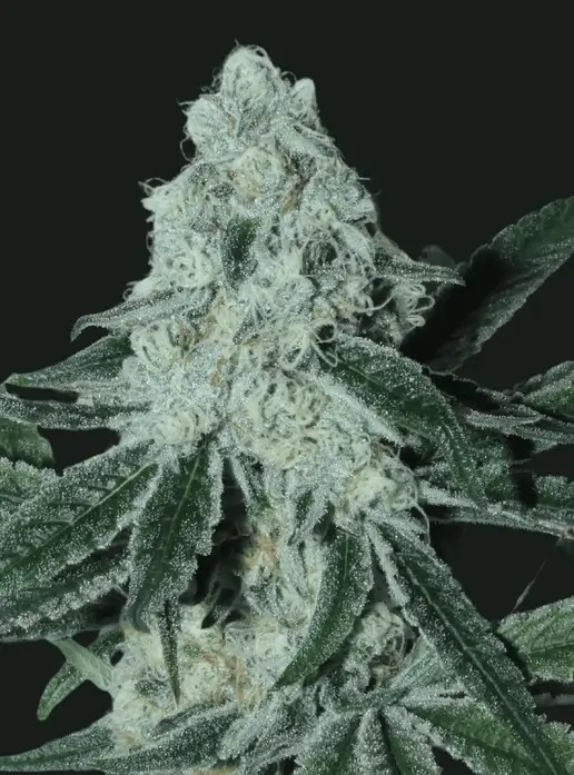 Strawberryboof Feminized by Bask Triangle Farms