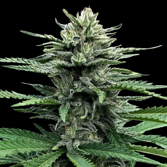 Strawnana Auto aka Strawberry Banana Auto Autoflower by DNA Genetics
