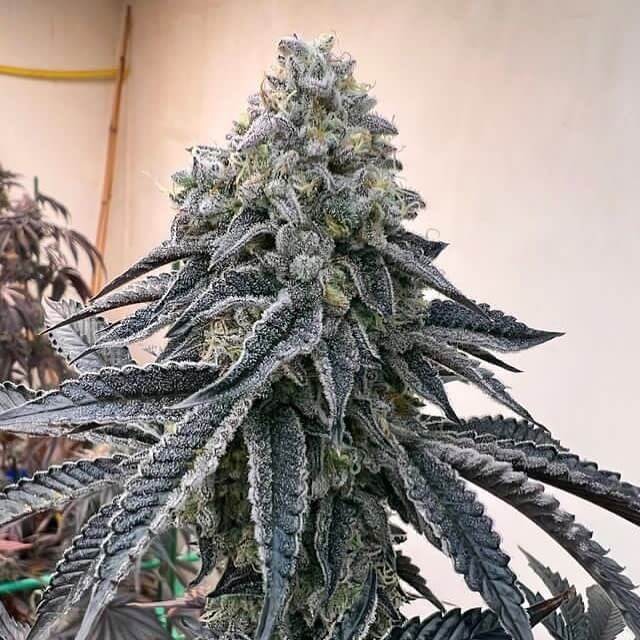 Strawnana Mints Feminized by Tramuntana Seeds