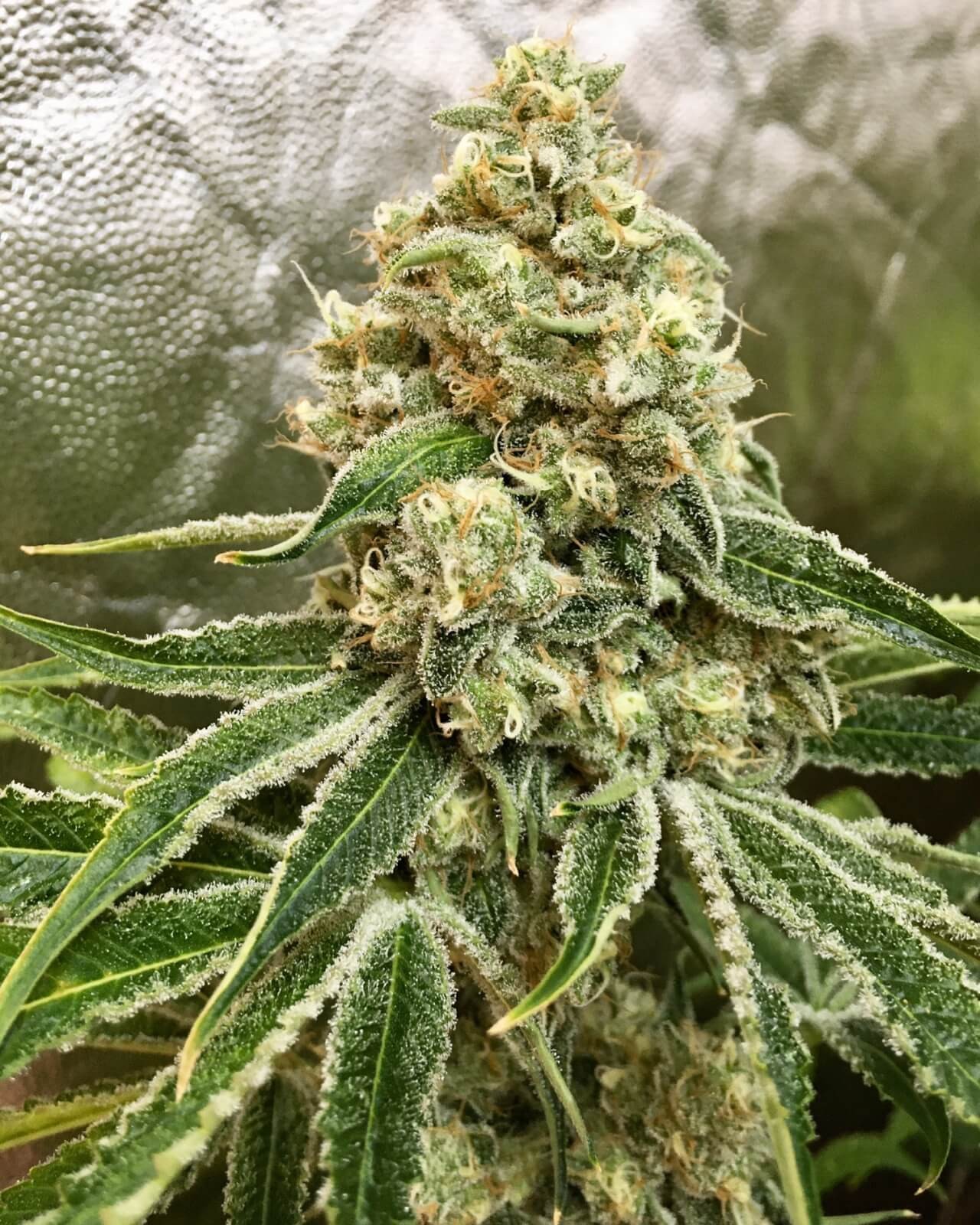 Strawnana x Purple Punch Feminized by Tramuntana Seeds