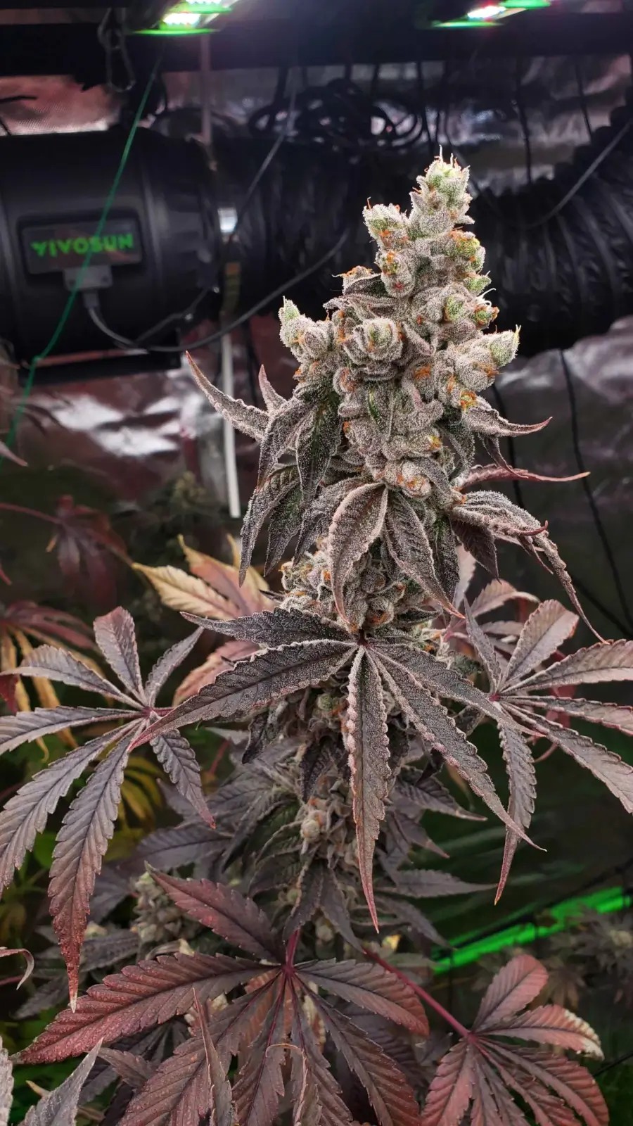 Strawzilla Feminized by Umami Seeds Co