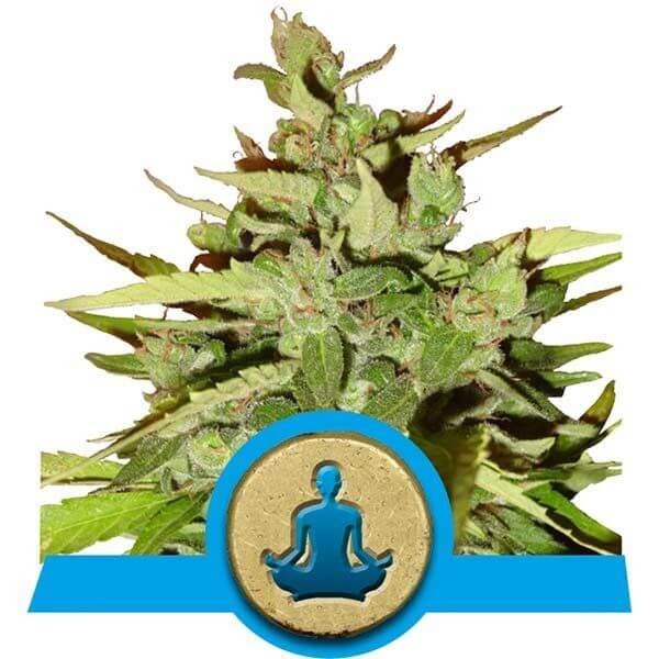 Stress Killer CBD Auto Autoflower by Royal Queen Seeds