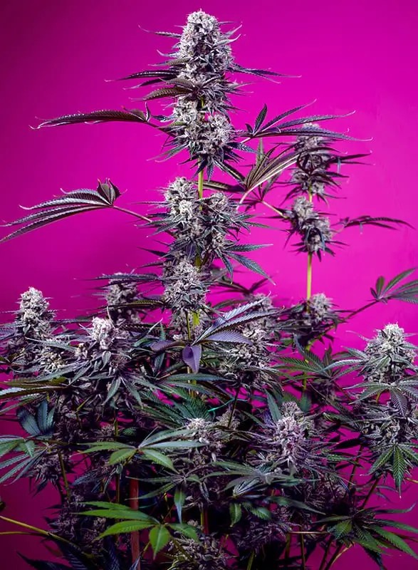 Studio 54 Stardust Auto Autoflower by Sweet Seeds