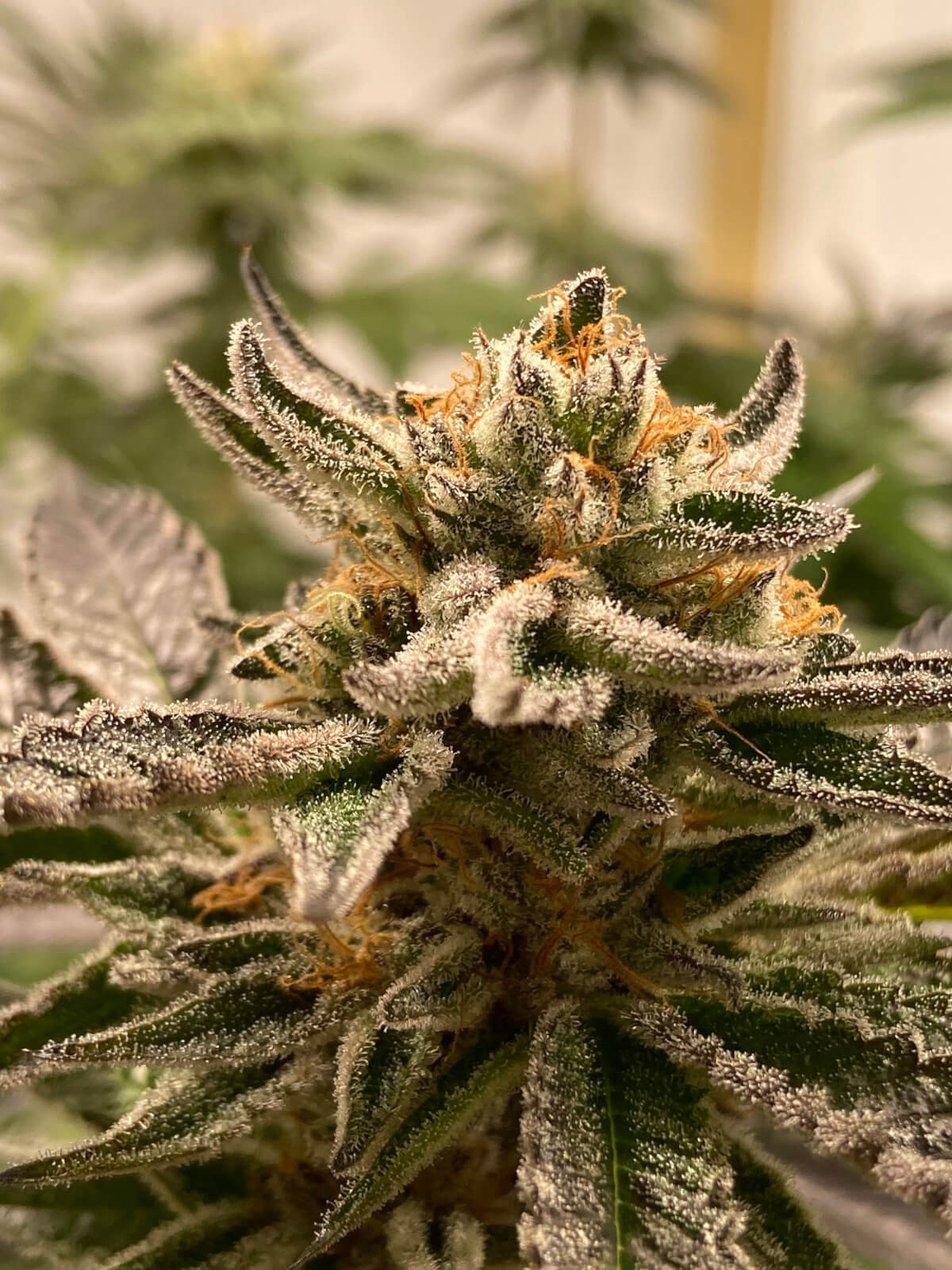 Sublimator Auto Autoflower by R-Kiem Seeds