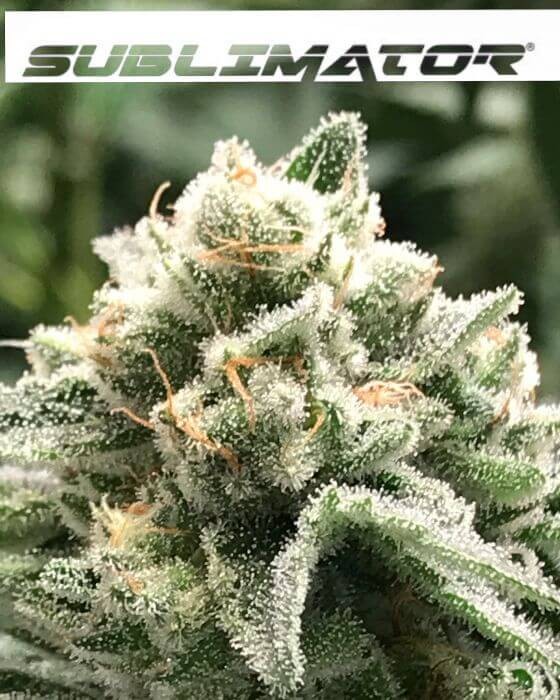 Sublimator Feminized by R-Kiem Seeds