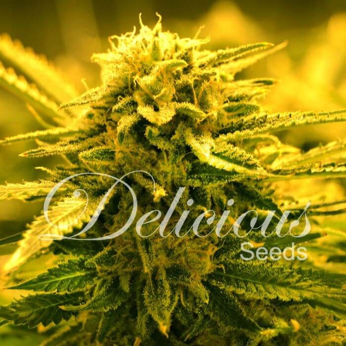 Sugar Black Rose Auto Autoflower by Delicious Seeds
