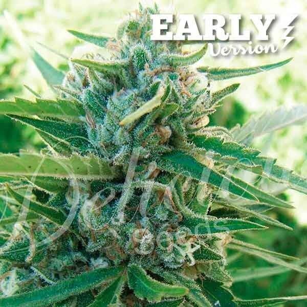 Sugar Black Rose F1 Early Version Feminized by Delicious Seeds