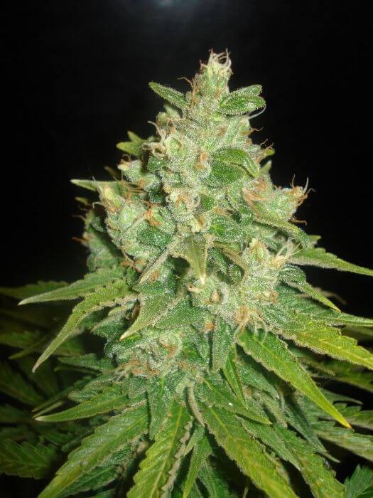 Sugar Black Rose Feminized by Delicious Seeds