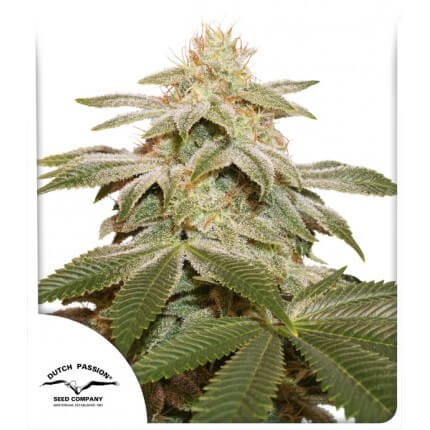 Sugar Bomb Punch Feminized by Dutch Passion