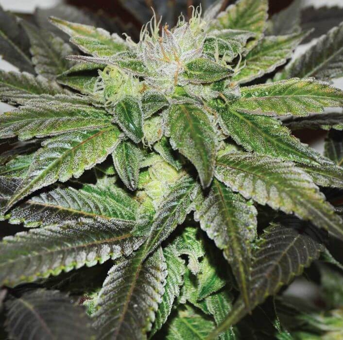 Sugar Candy Feminized by Delicious Seeds