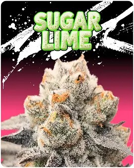 Sugar Lime Feminized by Puppets Genetics