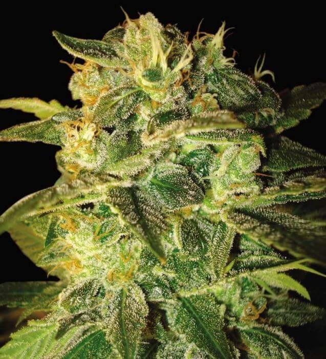 Sugar Mango Ryder Autoflower by World of Seeds