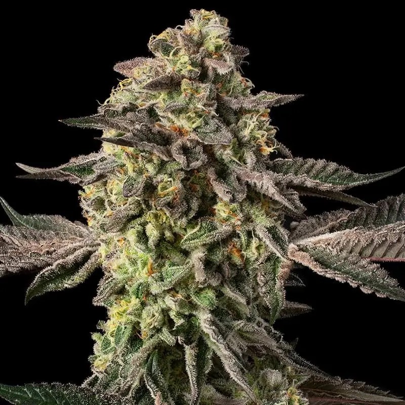 Sugar Rock Feminized by Silent Seeds
