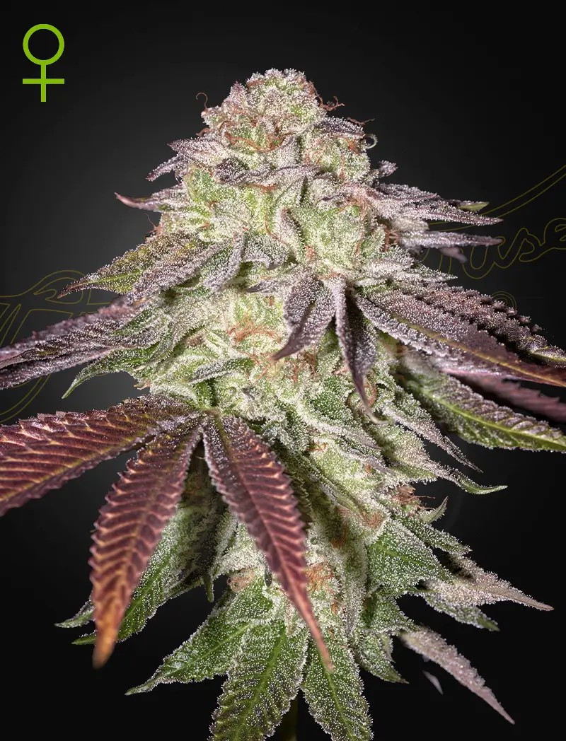Sugarlato Auto Autoflower by Green House seeds