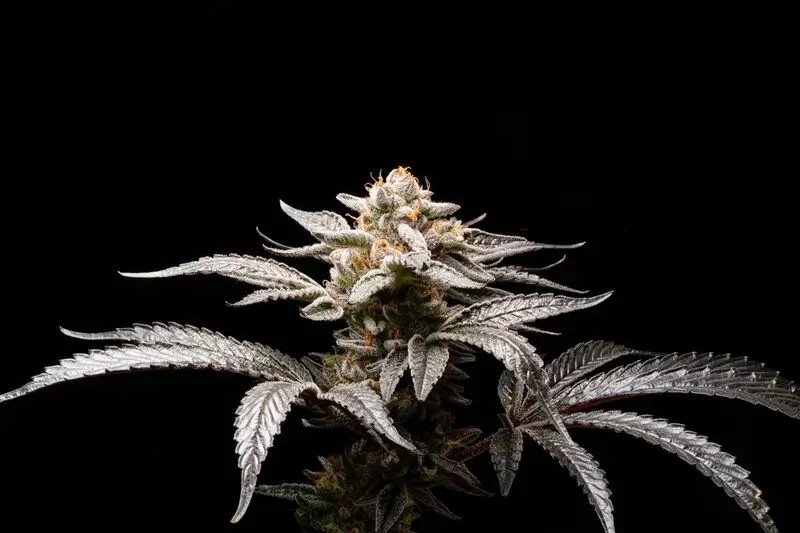 Suguz Auto Autoflower by R-Kiem Seeds