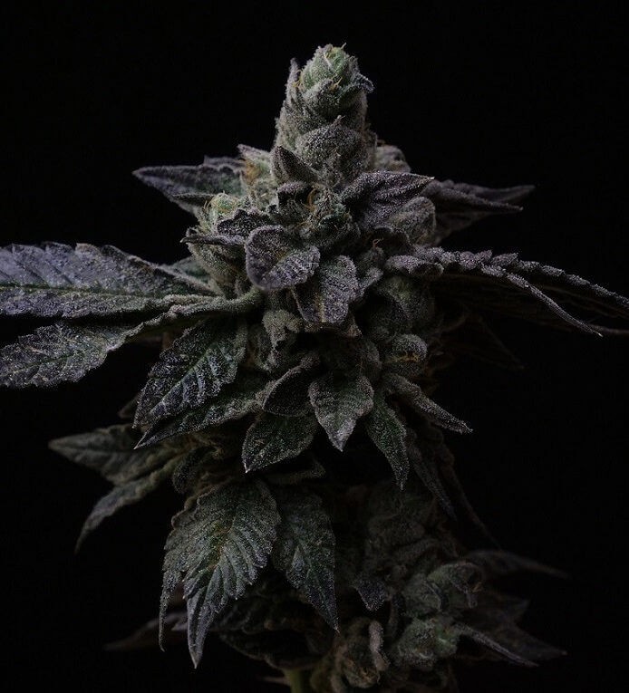 Suguz Regular by R-Kiem Seeds