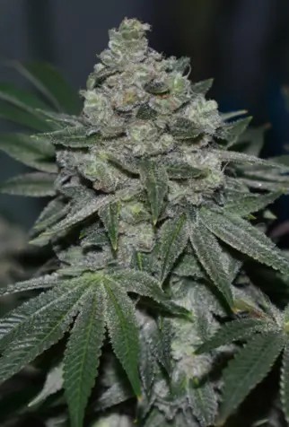 Suguz S1 Feminized by R-Kiem Seeds