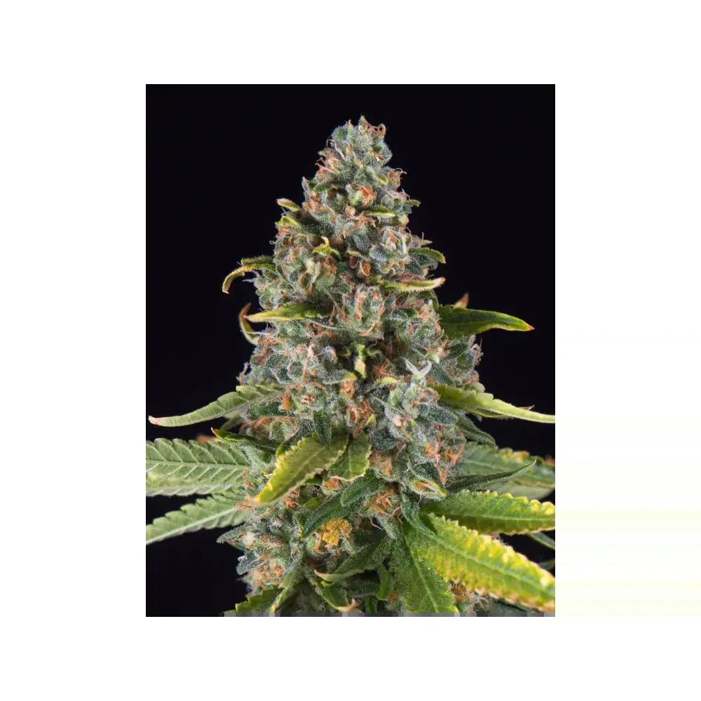Summer Sweet Triploid Feminized by Triploid Genetics