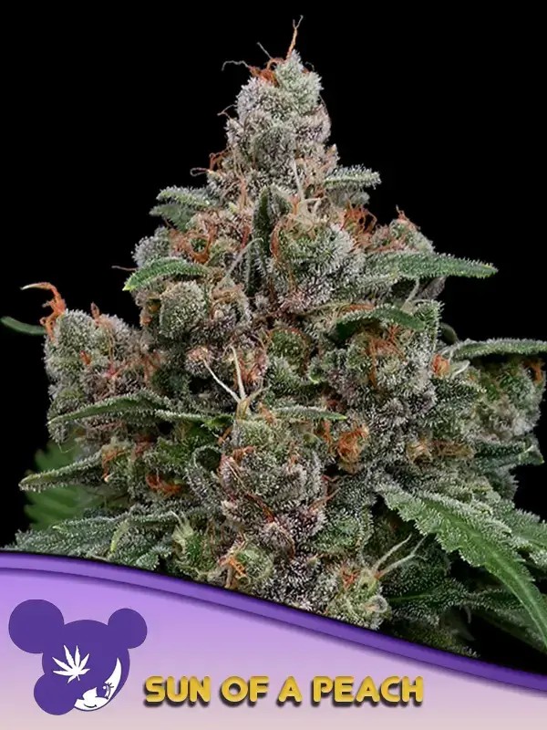 Sun of a peach Feminized by Anesia Seeds