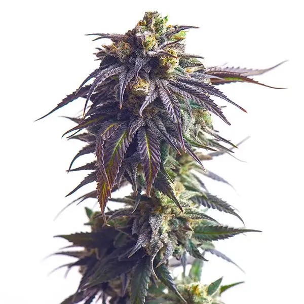 Sundae Driver Feminized by Royal Queen Seeds