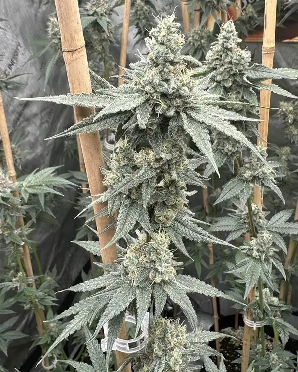Sundae Supper Feminized by Solfire Gardens