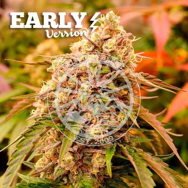 Sunday Punch Early Version Feminized by Delicious Seeds