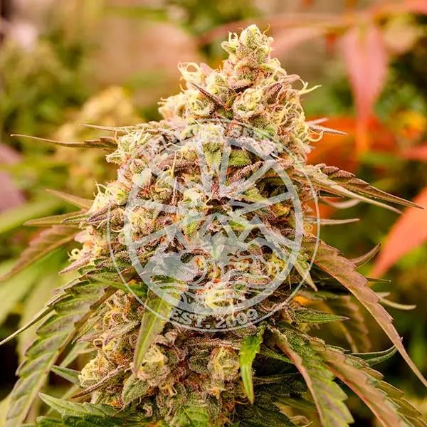 Sunday Punch Feminized by Delicious Seeds
