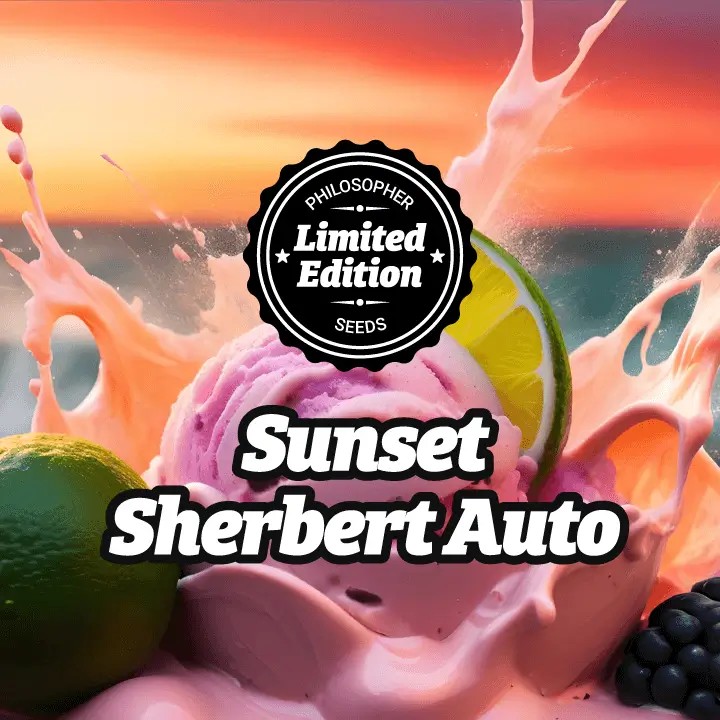 Sunset Sherbert Auto Autoflower by Philosopher Seeds