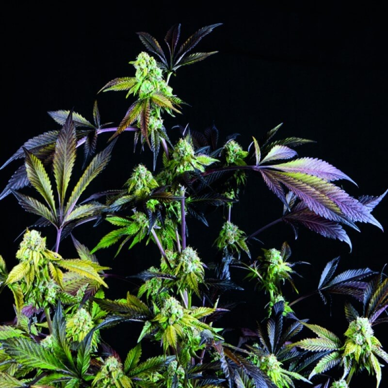 Sunset Sherbet Feminized by Pyramid Seeds