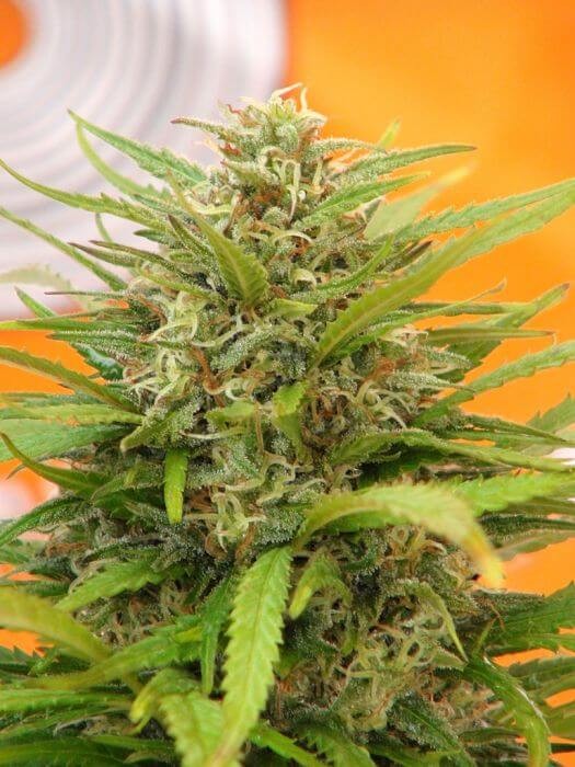 Super AK Feminized by Kannabia