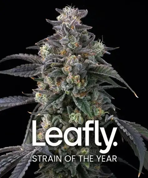 Super Boof Feminized by Barneys Farm