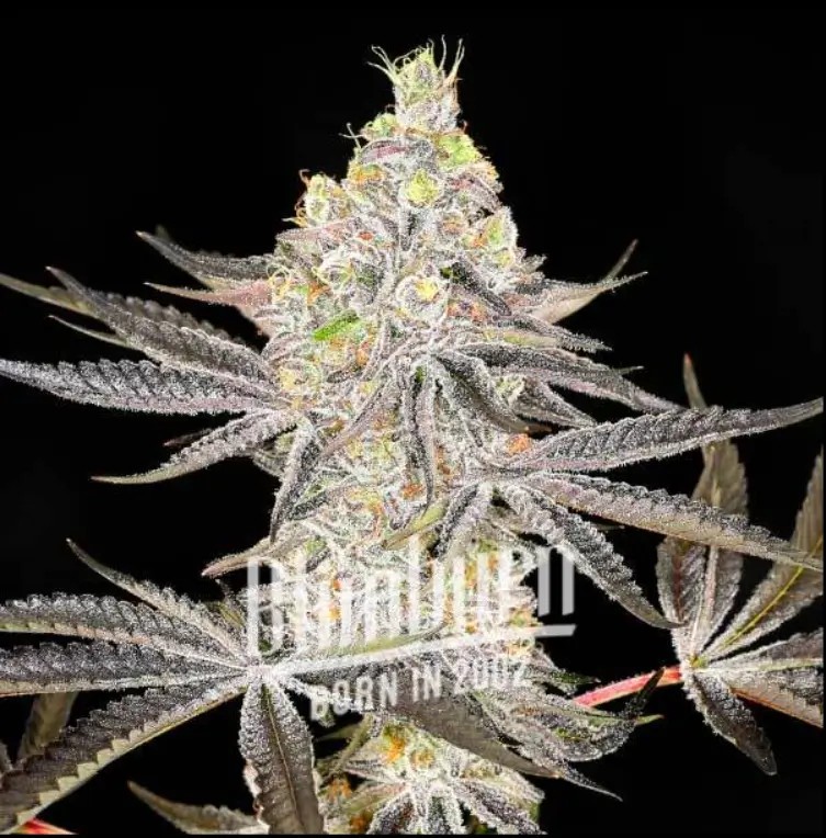Super Boof Feminized by Blimburn Seeds