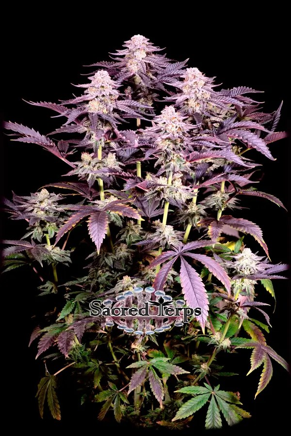 Super Boof Feminized by Sacred Terps