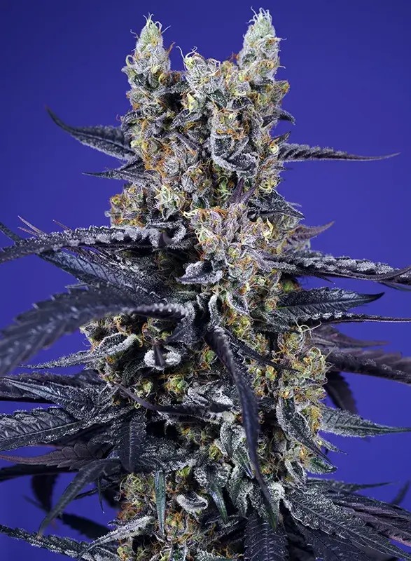 Super Boof XL Auto Autoflower by Sweet Seeds