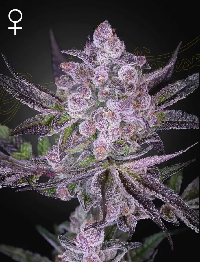 Super Boof x Motorbreath Feminized by Green House seeds