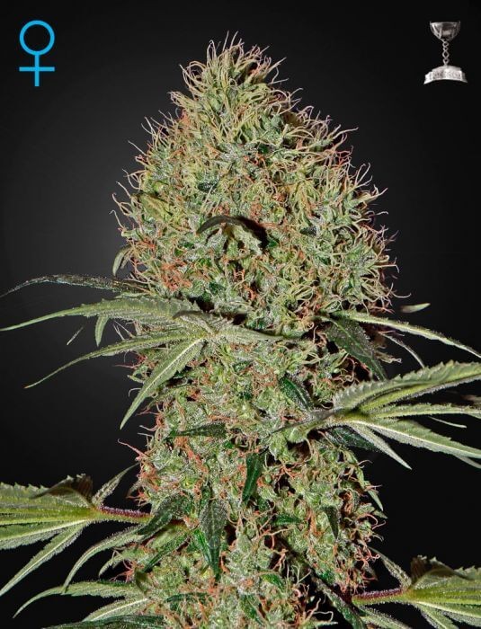 Super Bud Auto Autoflower by Green House seeds