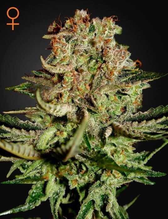 Super Bud Feminized by Green House seeds