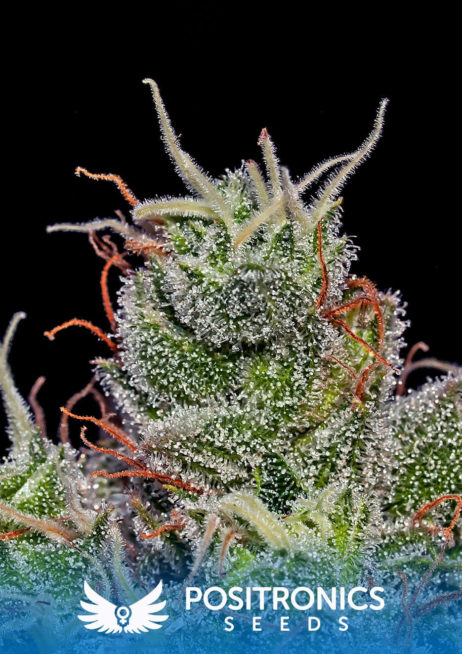 Super Cheese Express Autoflower by Positronics