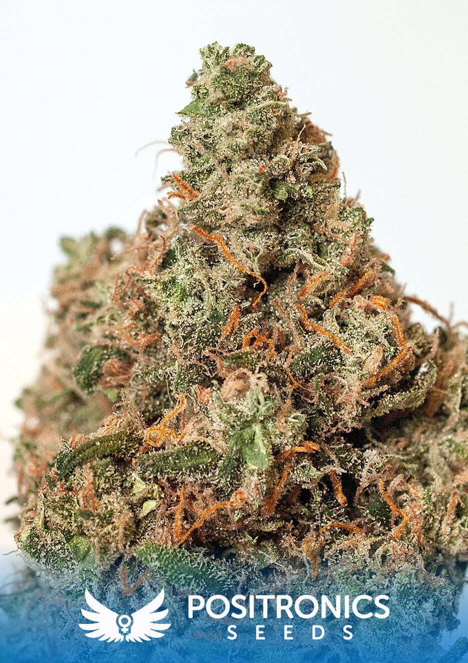 Super Cheese Feminized by Positronics