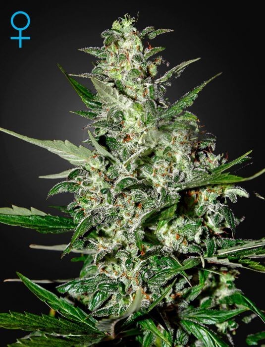 Super Critical Auto Autoflower by Green House seeds