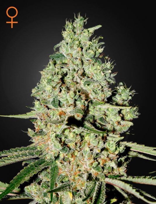 Super Critical Feminized by Green House seeds