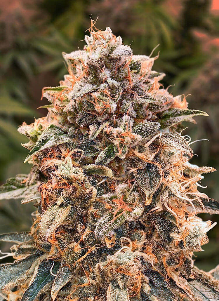 Super Glue #4 Auto Autoflower by High Speed Buds