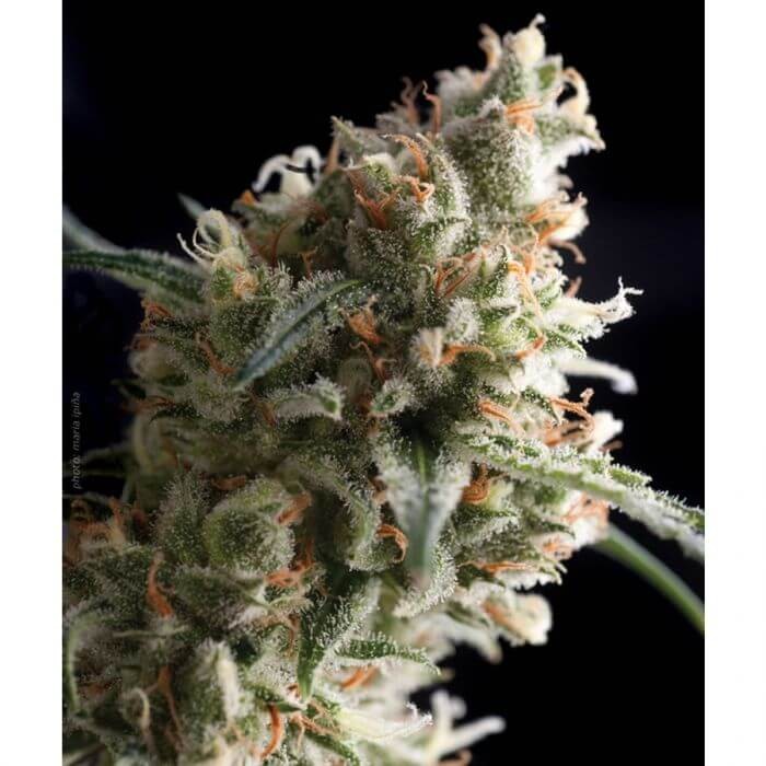 Super Hash Feminized by Pyramid Seeds
