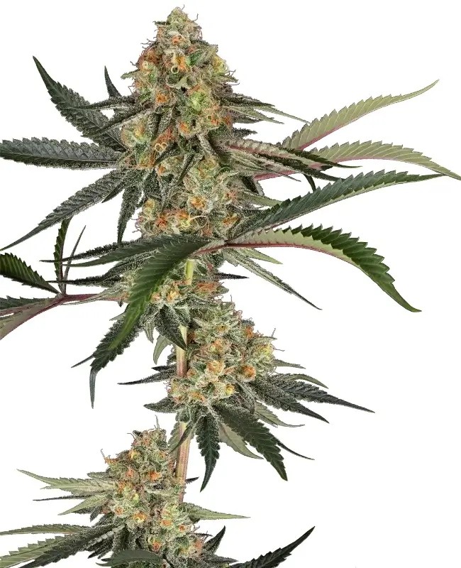 Super Lemon Cherry Feminized by Sensi Seeds