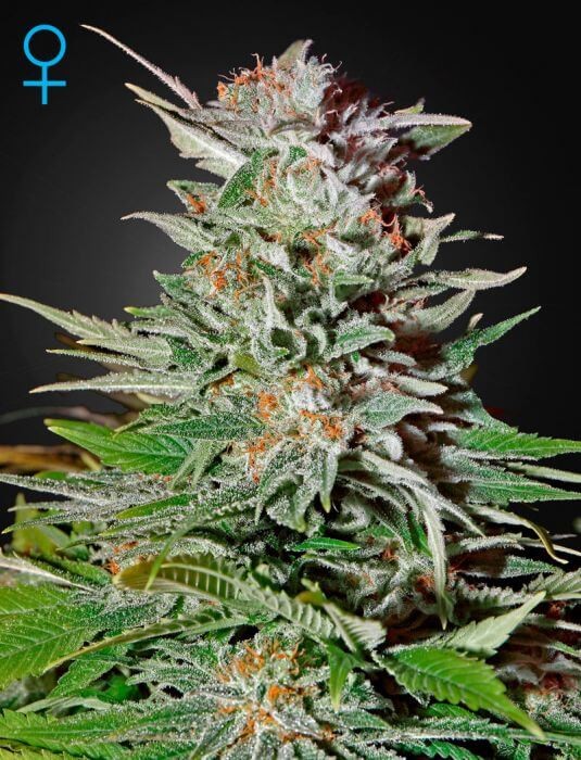 Super Lemon Haze Auto Autoflower by Green House seeds