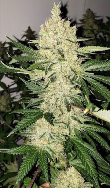 Super Lemon Haze F5 Regular by Ethos Genetics