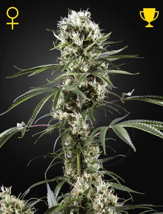 Super Lemon Haze Feminized by Green House seeds