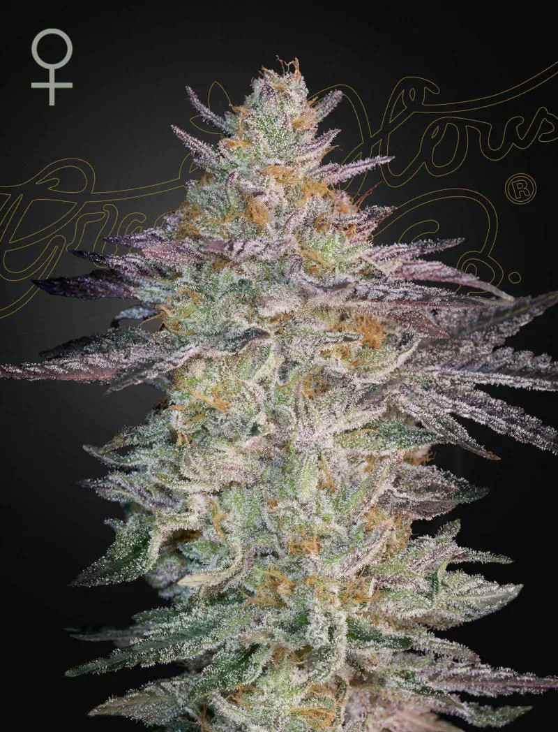 Super Lemon Haze x GMO Feminized by Green House seeds