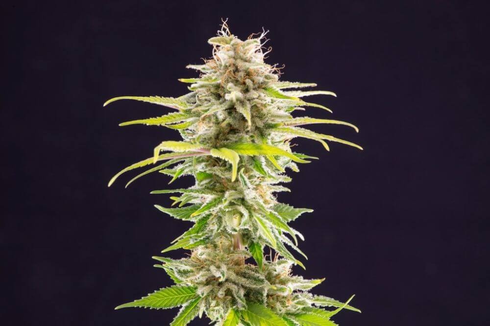 Super OG Kush Feminized by Kannabia