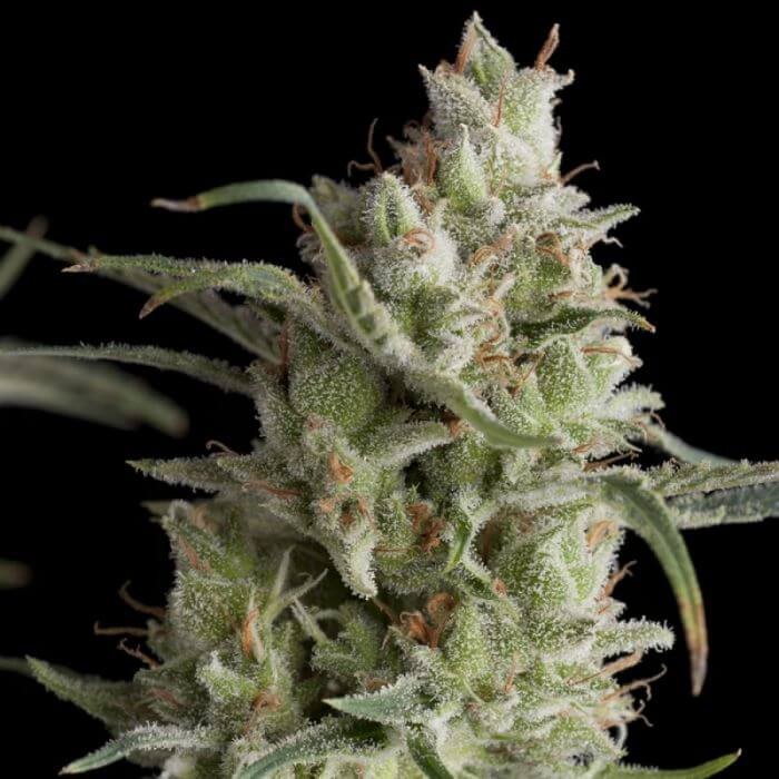 Super OG Kush Feminized by Pyramid Seeds